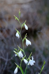 Hesperantha bachmannii