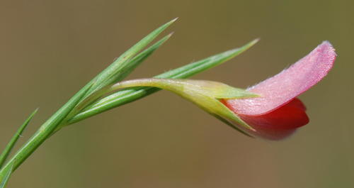 Aspalathus lanceifolia
