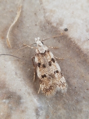 Symmoca tofosella