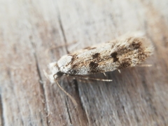 Symmoca tofosella