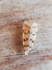 Symmoca tofosella
