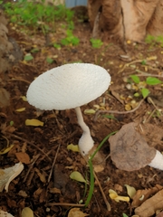 Leucocoprinus