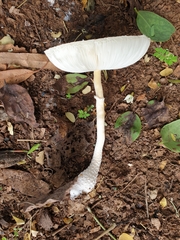 Leucocoprinus