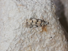 Symmoca tofosella