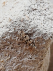 Symmoca tofosella