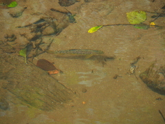 Salmo trutta