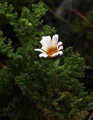 Arctotis aspera aspera