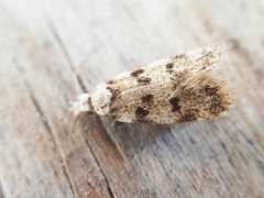 Symmoca tofosella