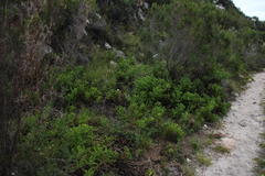 Arctotis aspera aspera