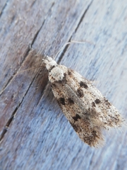 Symmoca tofosella