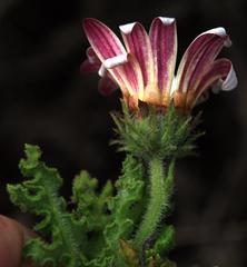 Arctotis aspera aspera