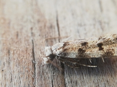 Symmoca tofosella