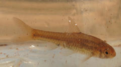 Enteromius viviparus