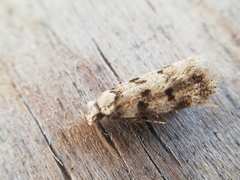 Symmoca tofosella