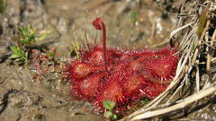 Drosera burkeana