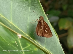 Polytremis lubricans