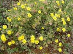 Osteospermum sinuatum sinuatum