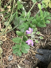 Erodium cicutarium