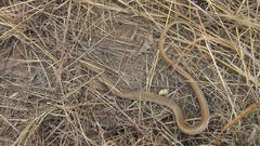 Psammophis brevirostris