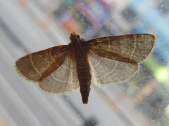 Hypsopygia glaucinalis