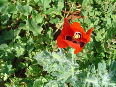 Glaucium corniculatum