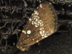 Dysmilichia gemella