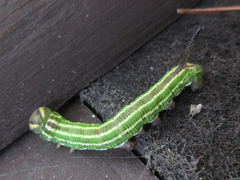 Sphinx morio arestus