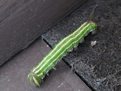 Sphinx morio arestus