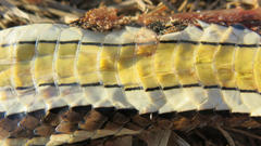 Psammophis subtaeniatus