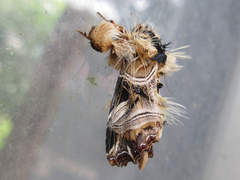 Callopistria repleta