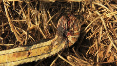 Psammophis subtaeniatus