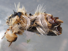 Callopistria repleta