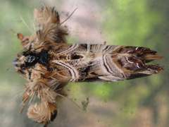 Callopistria repleta