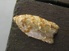 Acleris affinatana