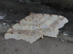 Macaria shanghaisaria