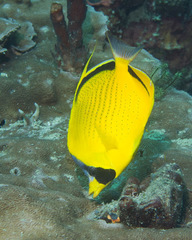 Chaetodon semeion