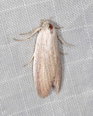 Prionopterina grammatistis