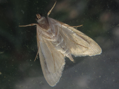 Tabidia strigiferalis