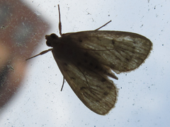 Tabidia strigiferalis