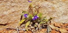 Acanthopsis hoffmannseggiana