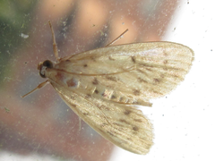 Tabidia strigiferalis