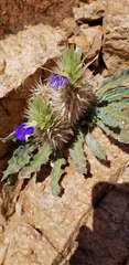 Acanthopsis hoffmannseggiana