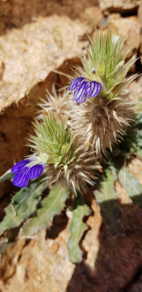 Gariep Spikeviolet