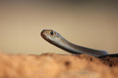 Psammophis brevirostris