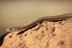 Psammophis brevirostris