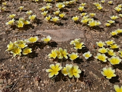 Moraea luteoalba