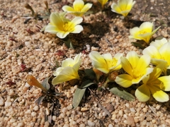 Moraea luteoalba