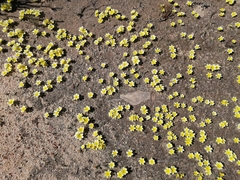 Moraea luteoalba