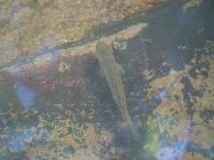 Salmo trutta