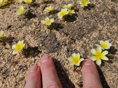 Moraea luteoalba